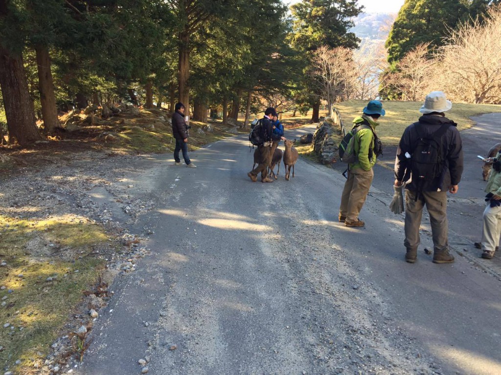金華山ではシカや猿にも遭遇します