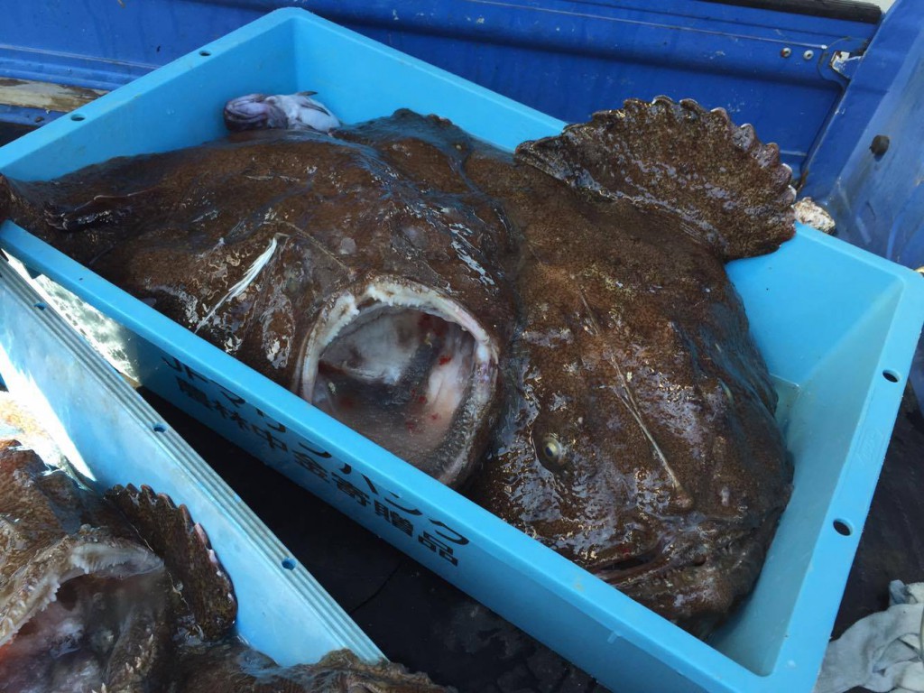 牡鹿半島産のあんこう!