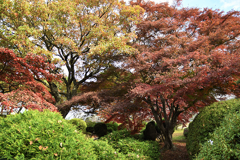 桜やツツジの名所として有名ですが、秋には紅葉も