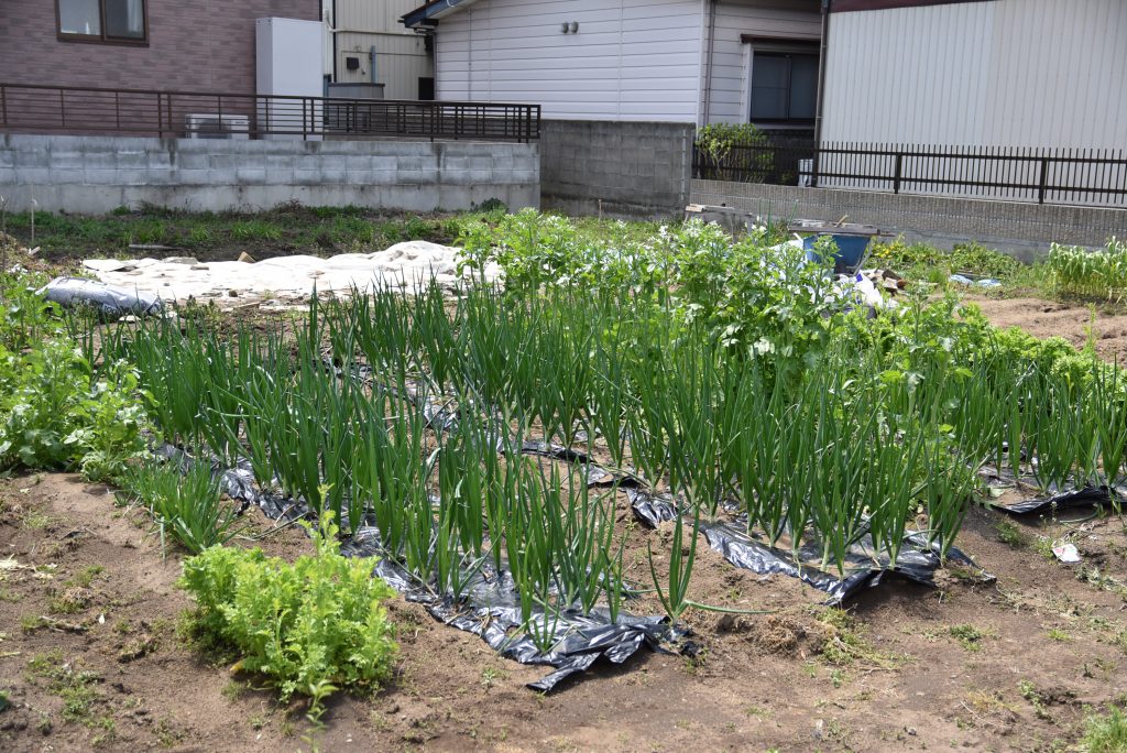 裏の空き地を利用した畑。野菜は近所にお裾分けも