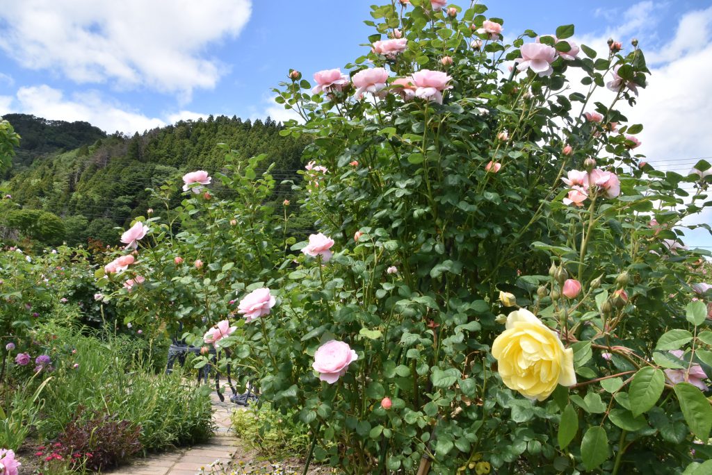 DSC_0056 (1)