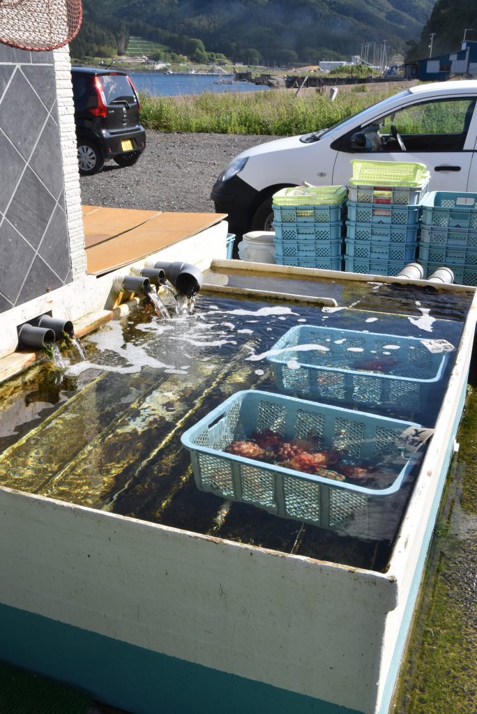 すぐ裏にある海から直接水をくみ上げる水槽で、ほや、うに、ホタテなどを販売