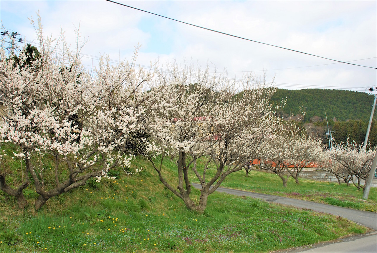 県立自然公園旭山