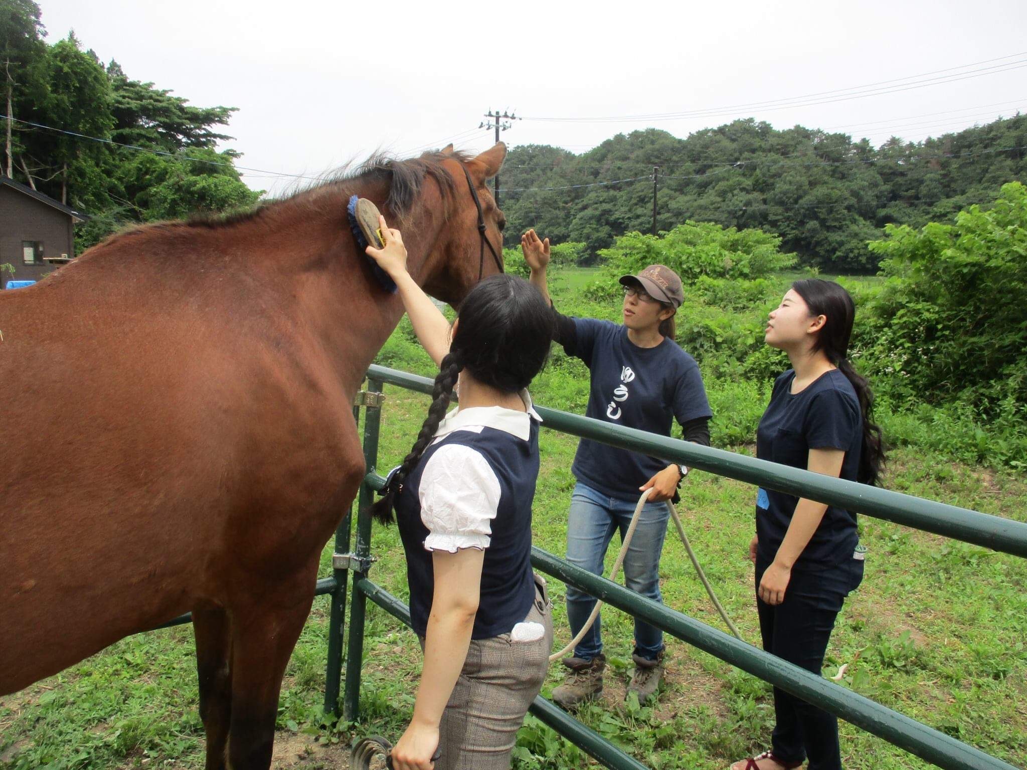 大人向け牧場体験プログラム・美馬森牧場