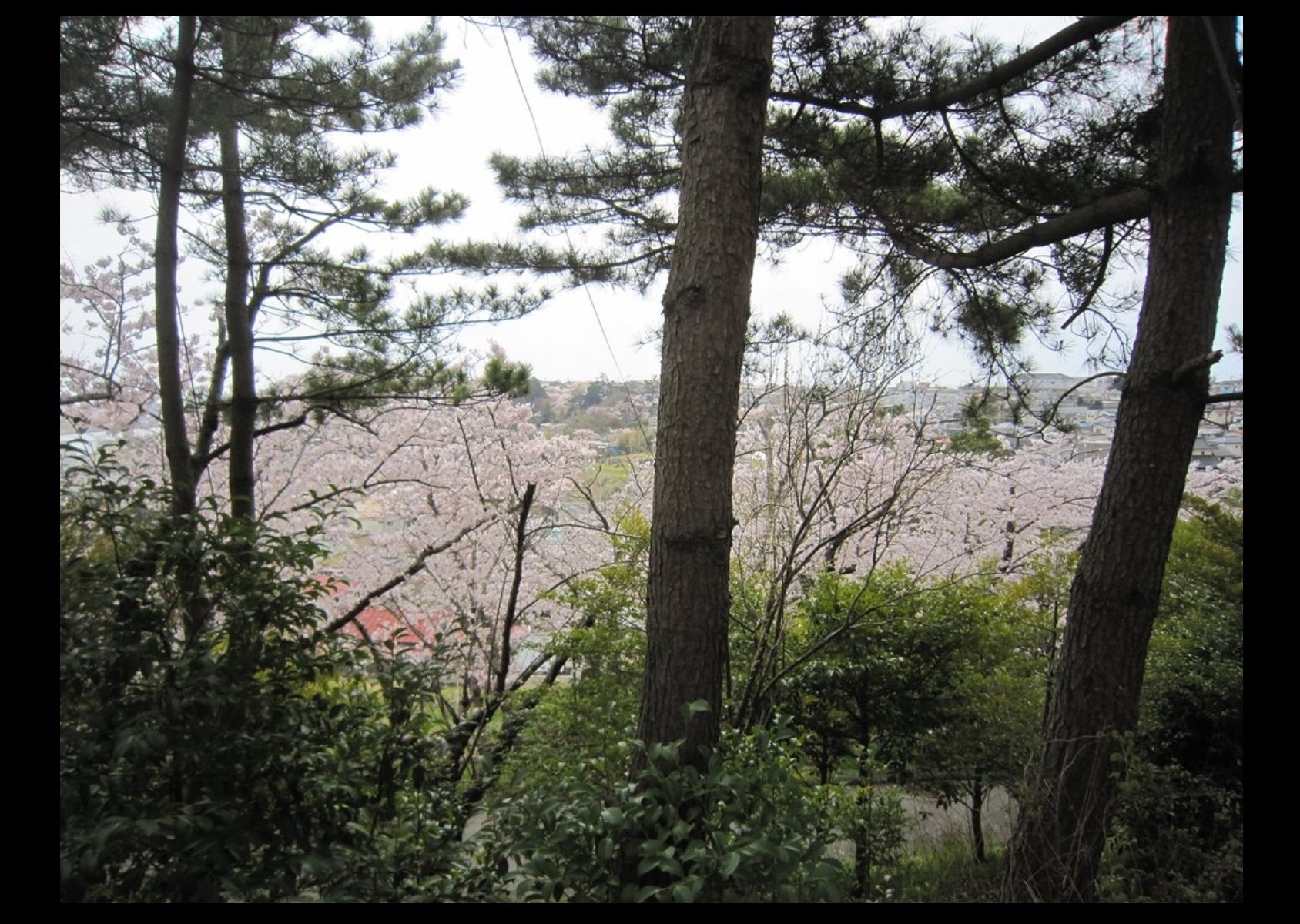 羽黒山鳥居神社