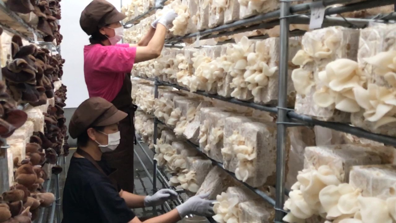 ★季節限定 収穫体験★きくらげツムツムで「すこやか生活」【商品番号:70012】