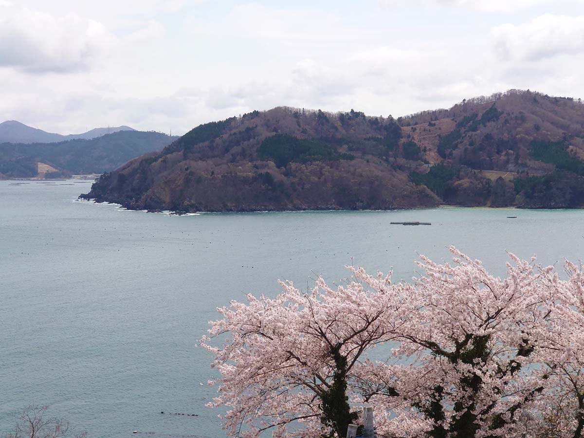 海、山、桜