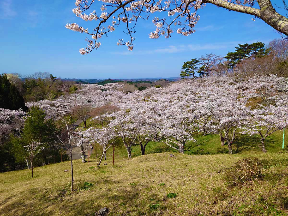 桜の絨毯