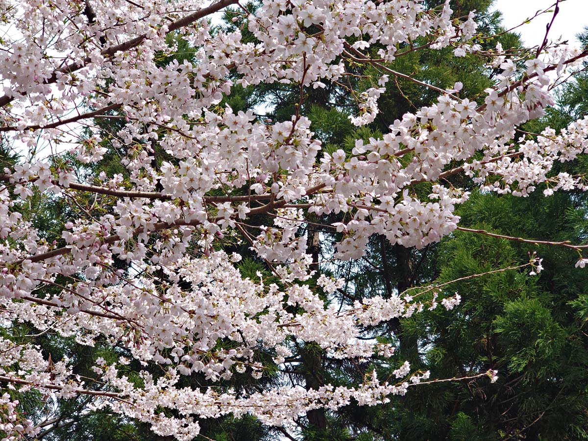 ブルーラインの桜