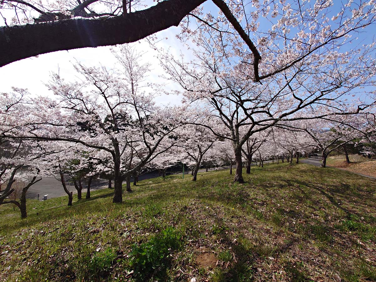 桜の絨毯の下