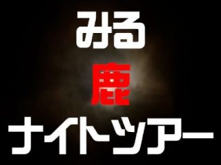 野生の鹿を探しに行くナイトツアー