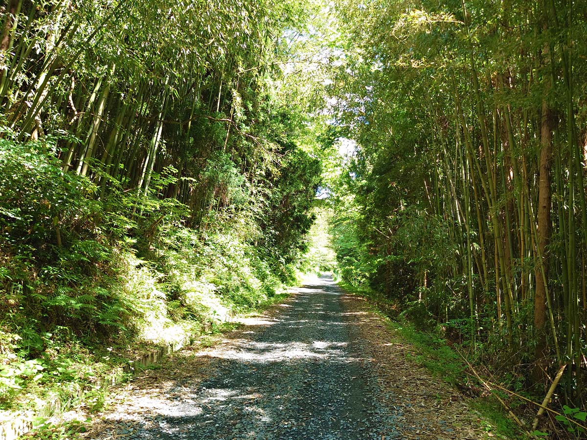 トヤケ森山山頂への道