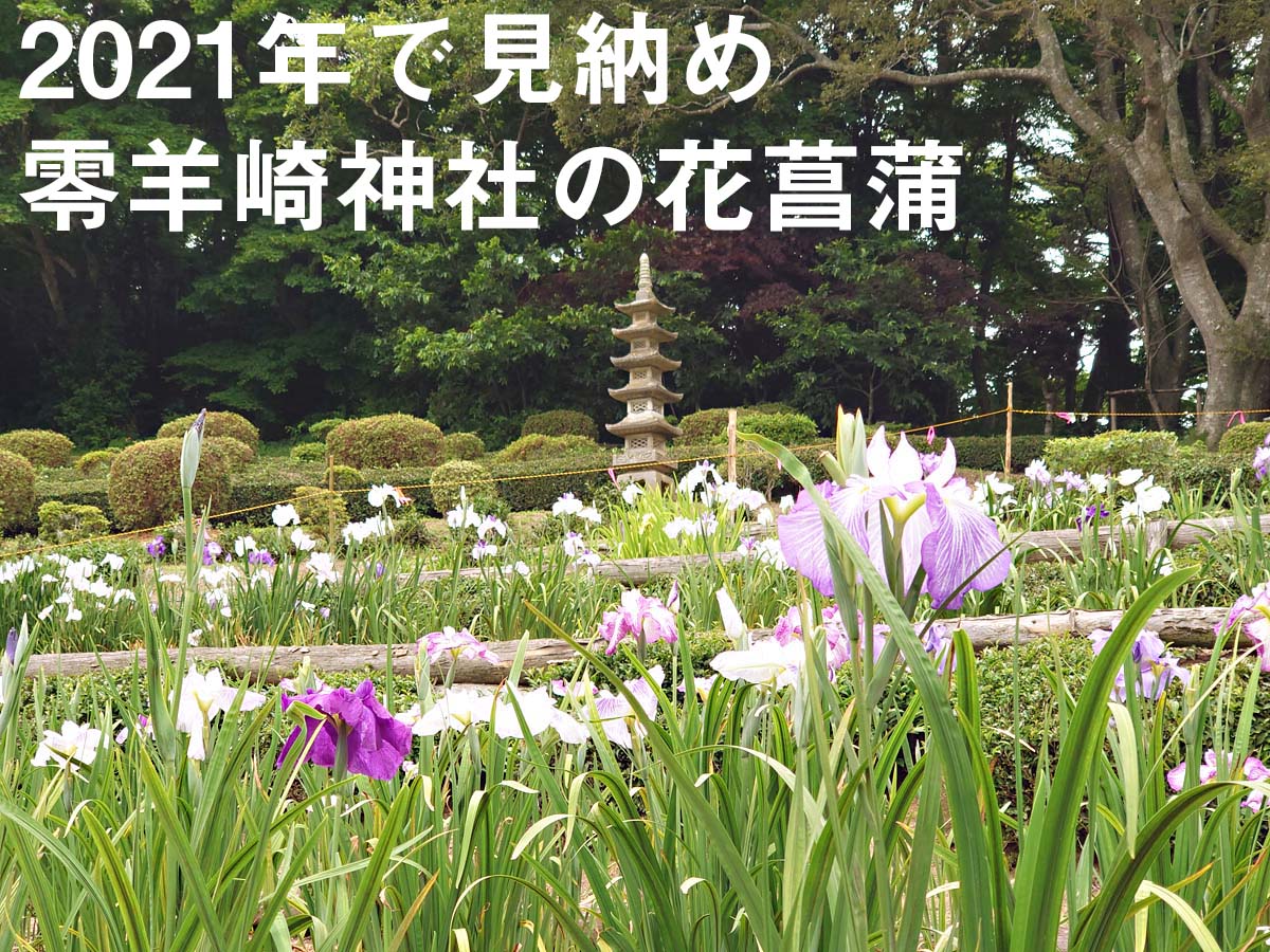 羊崎神社の花菖蒲