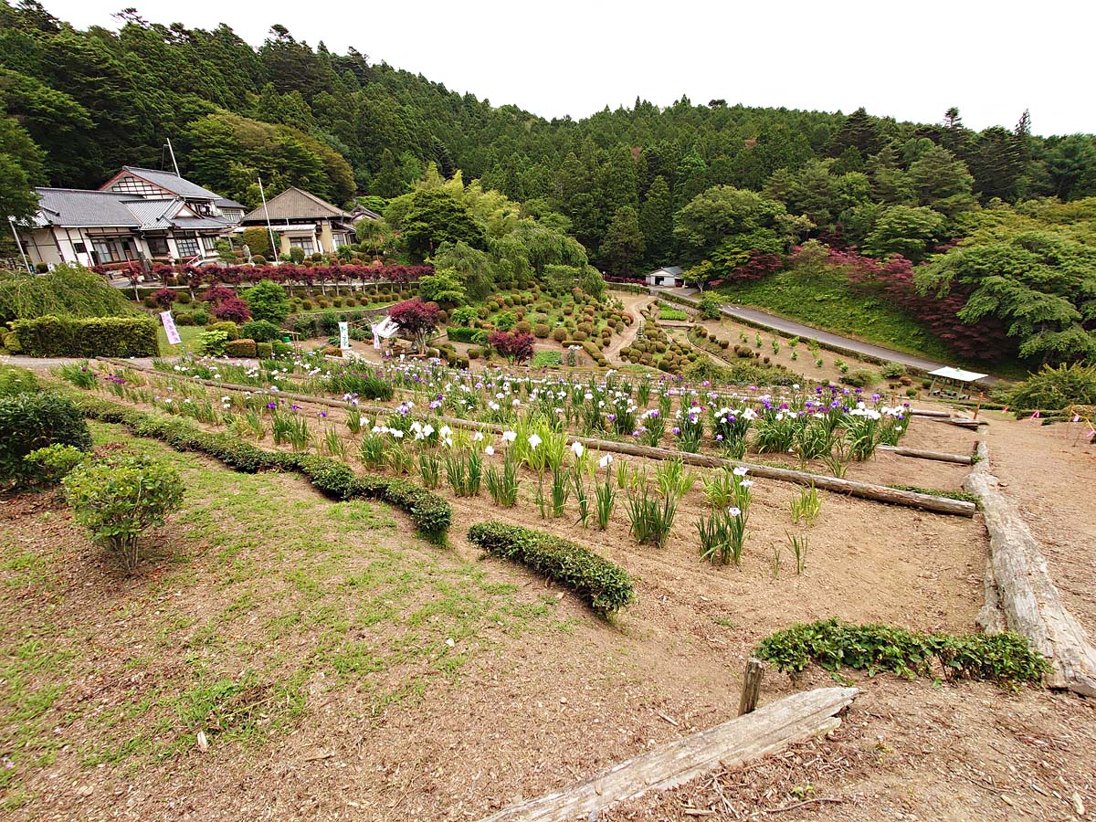 花菖蒲畑全景