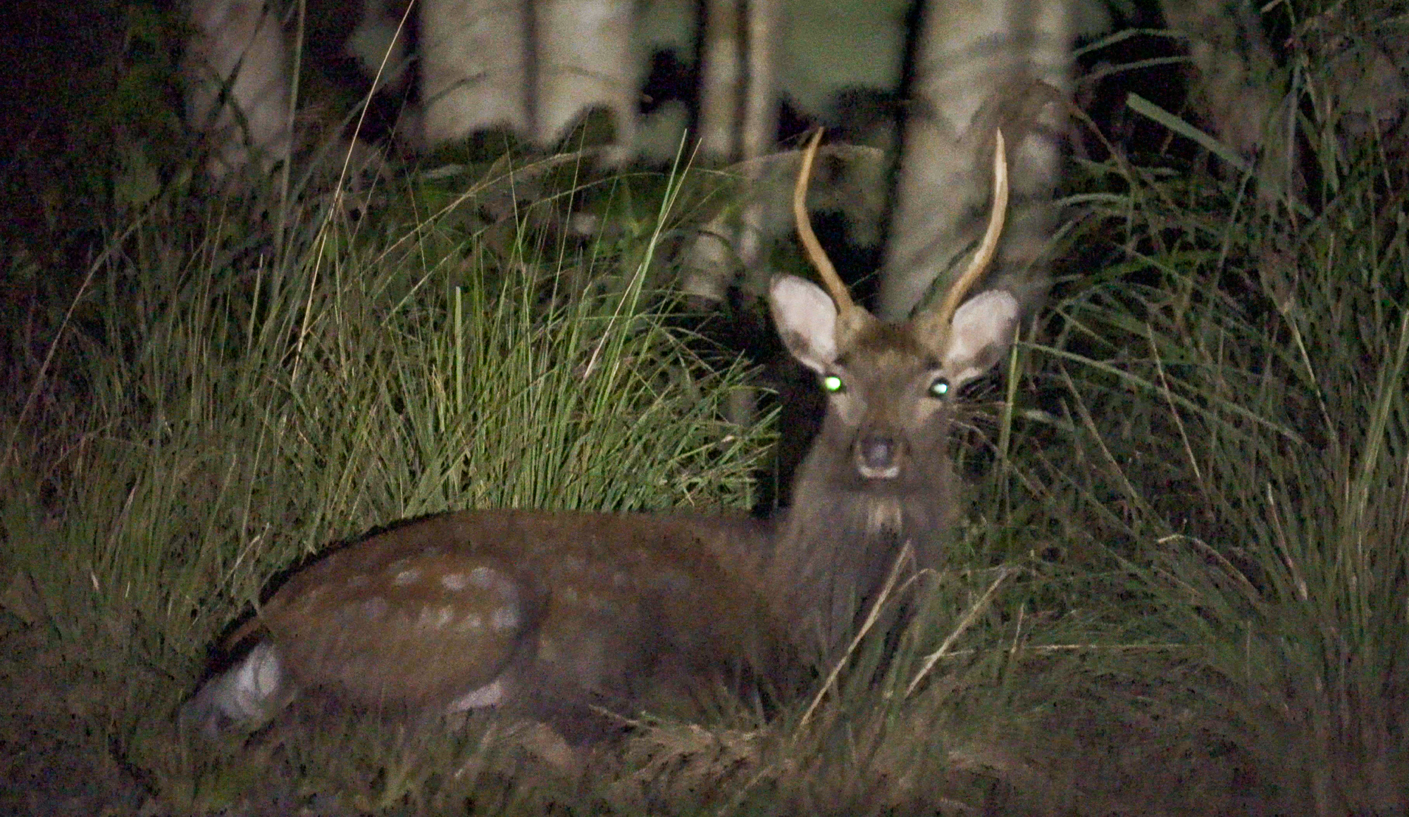 夜の牡鹿半島で鹿の生態を学ぶプライベートガイド