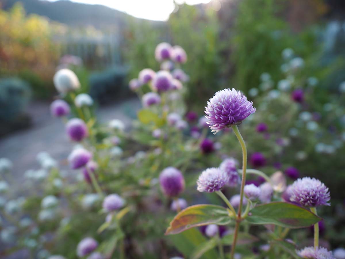 ローズファクトリィガーデンの花