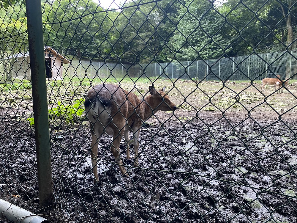 雄勝FORESTキャンプ場