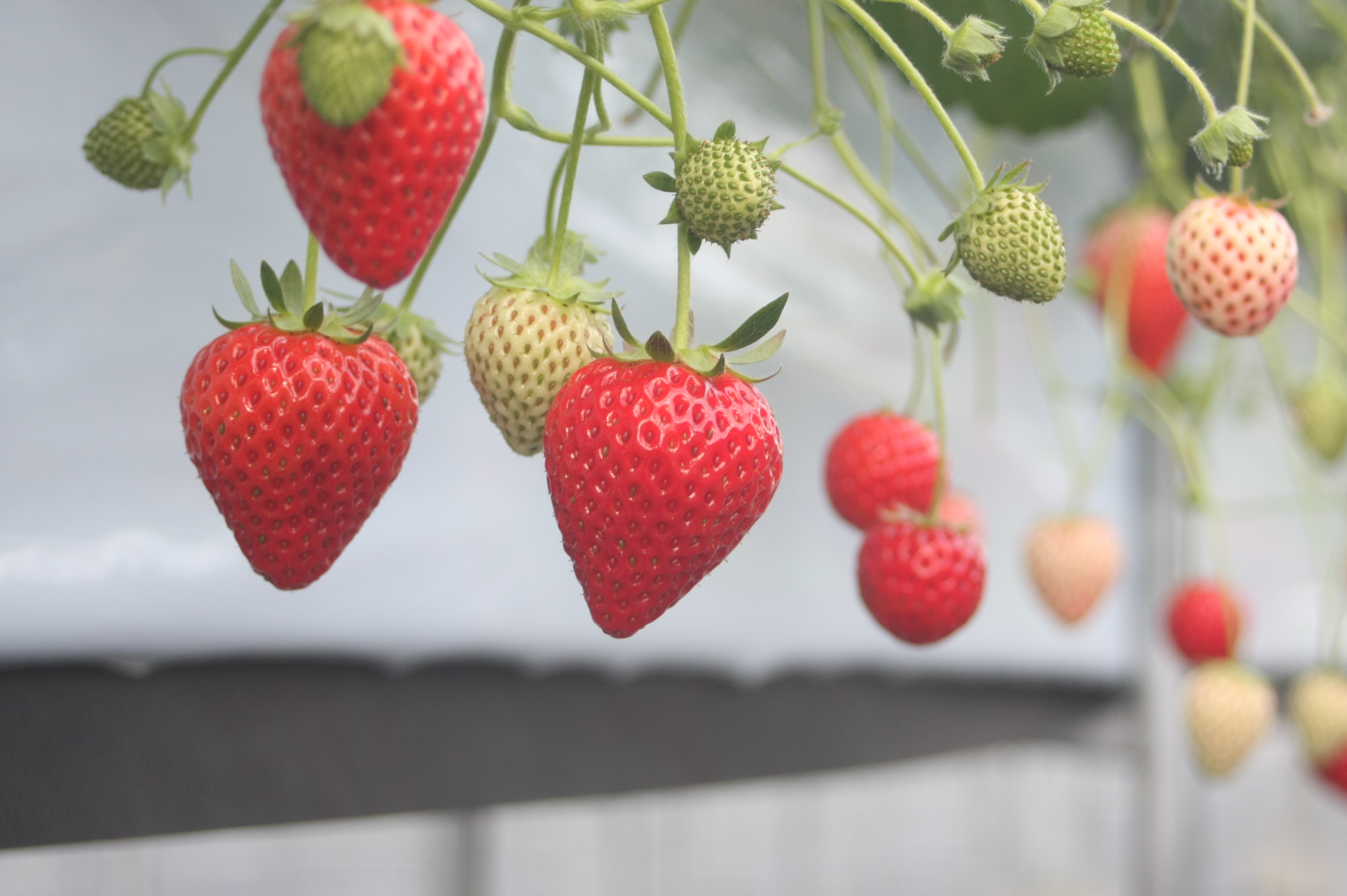 2026年あそら農園☆いちご狩り | 海街さんぽ海街さんぽ