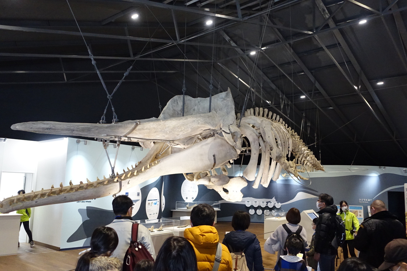 石巻くじら探訪ツアー2026