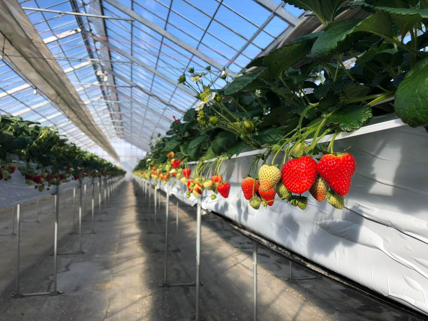 2025年イグナルファームいちご園☆いちご狩り