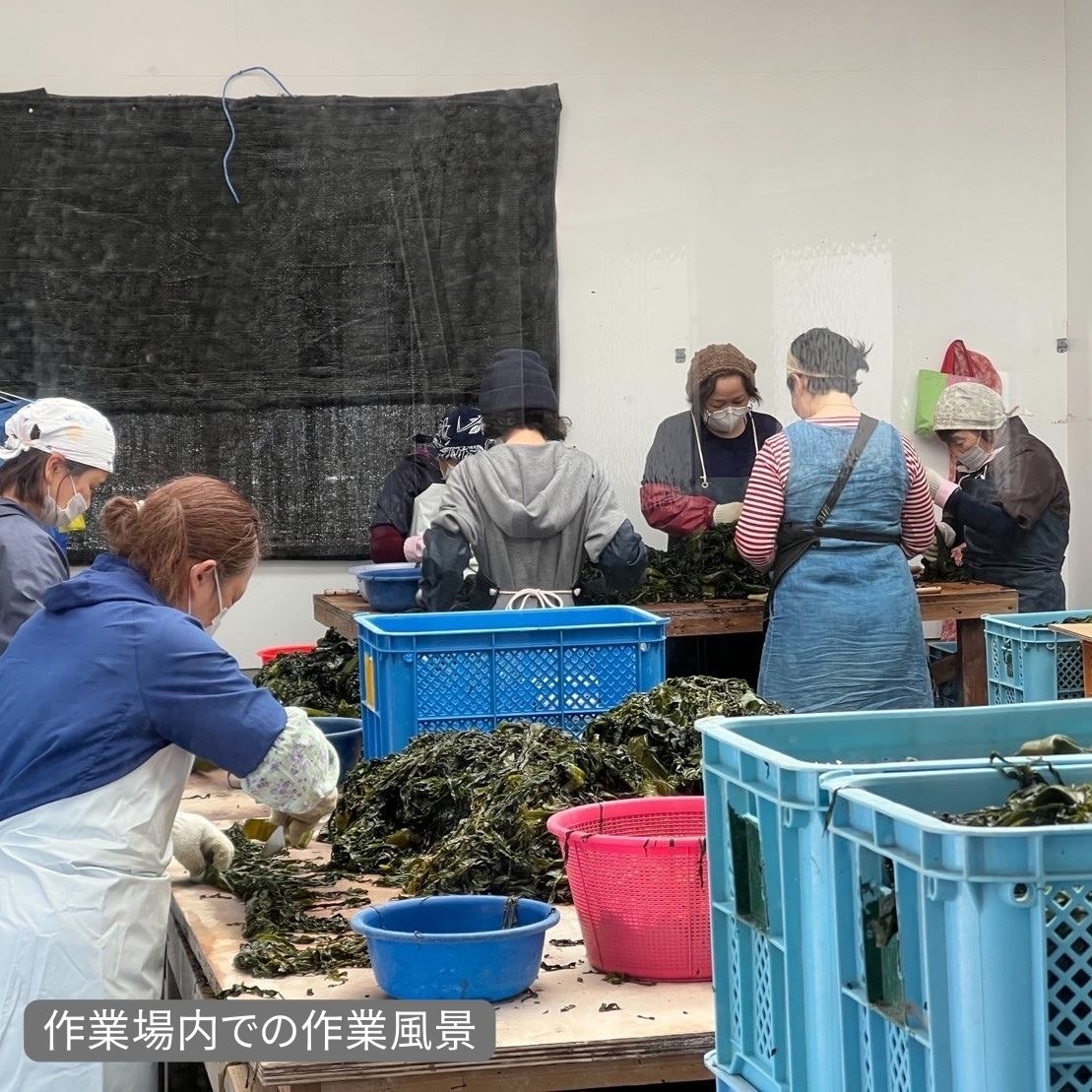 今が旬！季節限定 わかめ収穫作業体験「牡鹿半島・阿部水産」