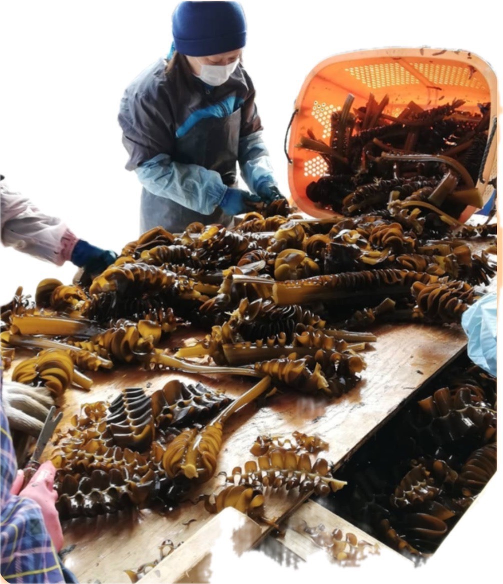 今が旬！季節限定 わかめ収穫作業体験「牡鹿半島・阿部水産」