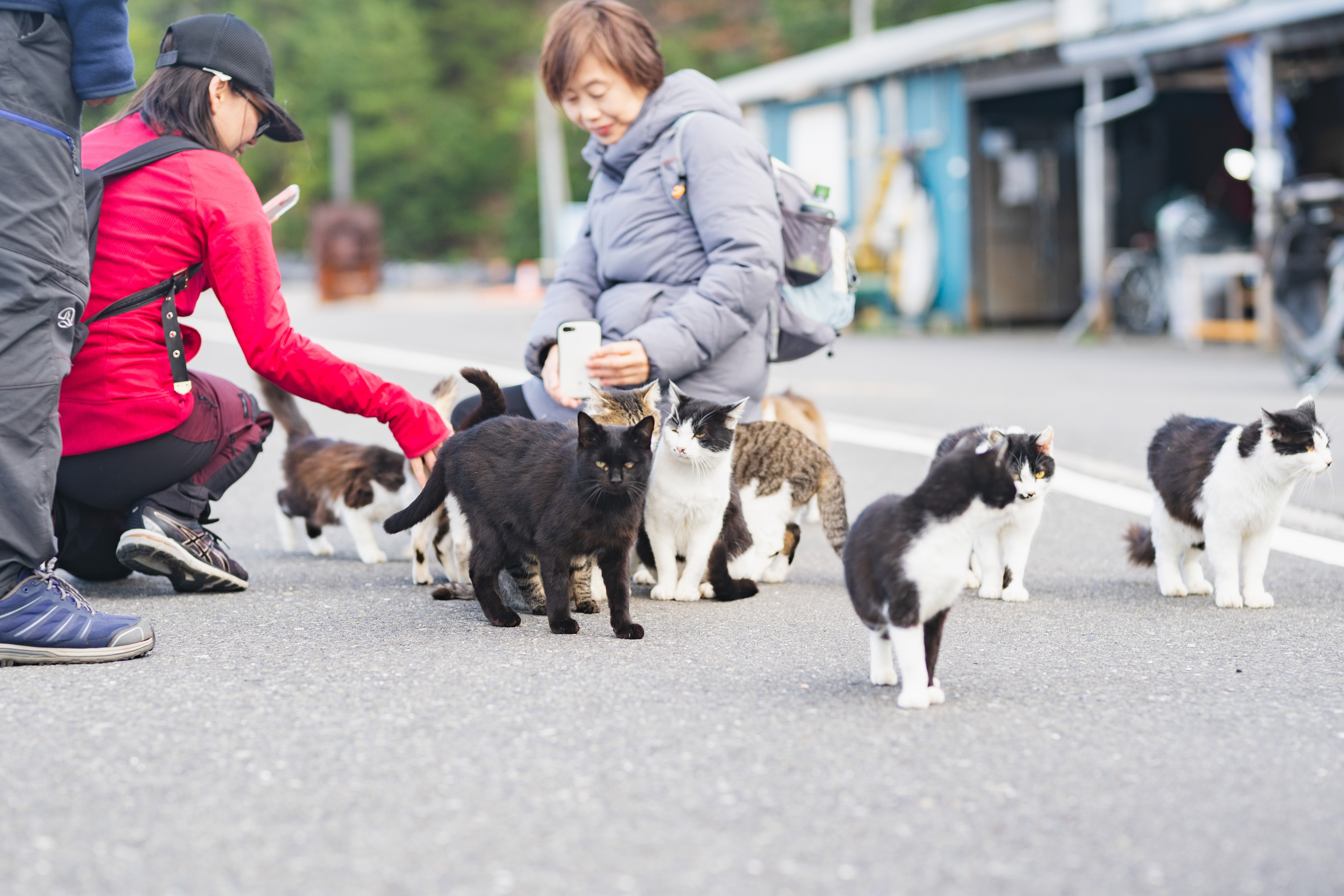 Wild cats relaxing on a wooden bench with the blue ocean background at Tashirojima Cat Island in Ishinomaki, Miyagi