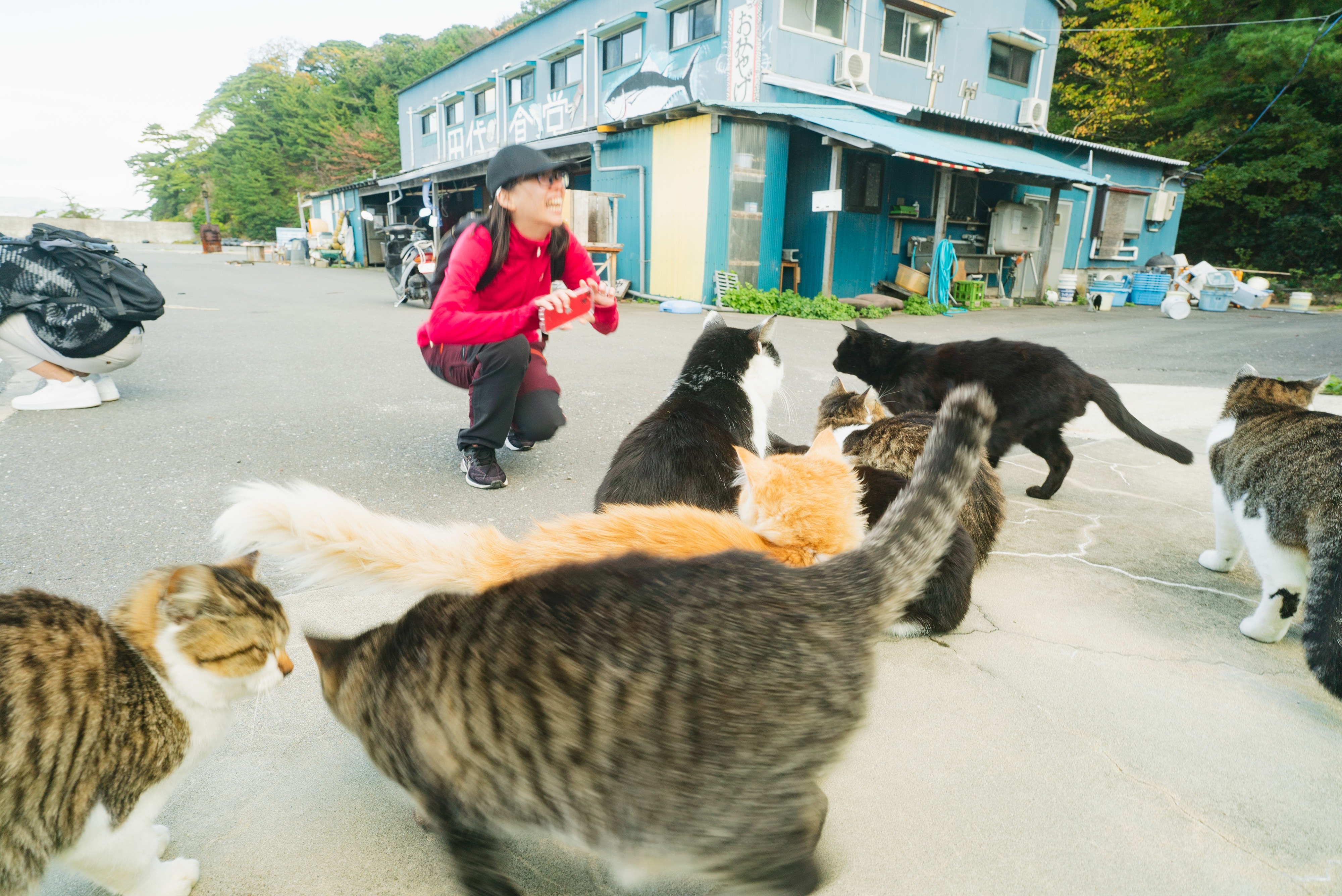 Wild cats relaxing on a wooden bench with the blue ocean background at Tashirojima Cat Island in Ishinomaki, Miyagi