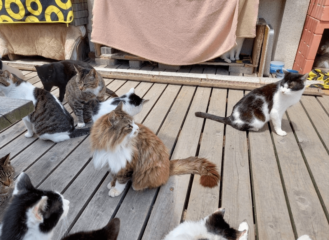 Wild cats relaxing on a wooden bench with the blue ocean background at Tashirojima Cat Island in Ishinomaki, Miyagi